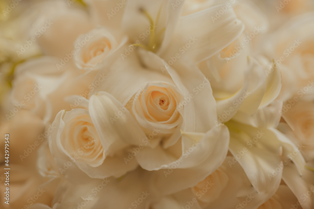close up of a white rose close up of a white rose