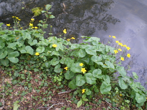 Fleur jeune pr  s d un lac dans un grand parc girondin  pouss   de fleur entre la terre et le lac  limite entre deux fronti  res  fleurs aquatique