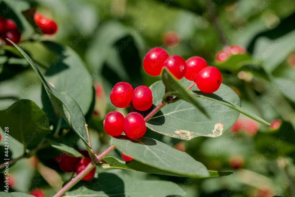 Obraz premium Tatarian Honeysuckle (Lonicera tatarica) in park, Central Russia