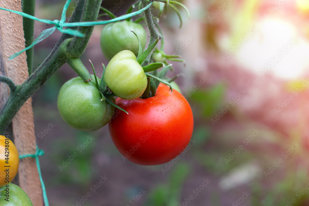 A ripe red tomato is hanging next to unripe tomatoes. Harvesting