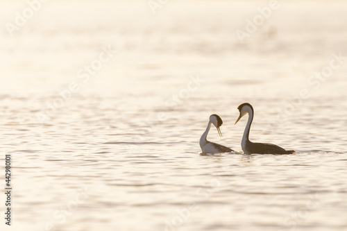 clark's grebes on lake at sunset