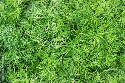 Background of green fresh dill. Healthy food