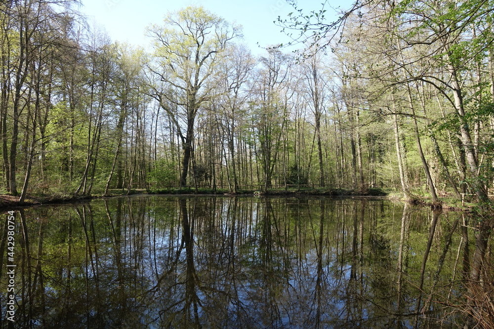 Grüner Teich bei Darmstadt Grüner Teich bei Darmstadt