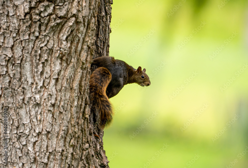 Obraz premium squirrel on a tree