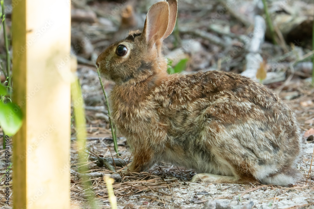 Fototapeta premium Cute and fluffy Eastern cottontail juvenile rabbit sits alert along a hiking trail sign post marker, and is quickly startled away once they detect humans