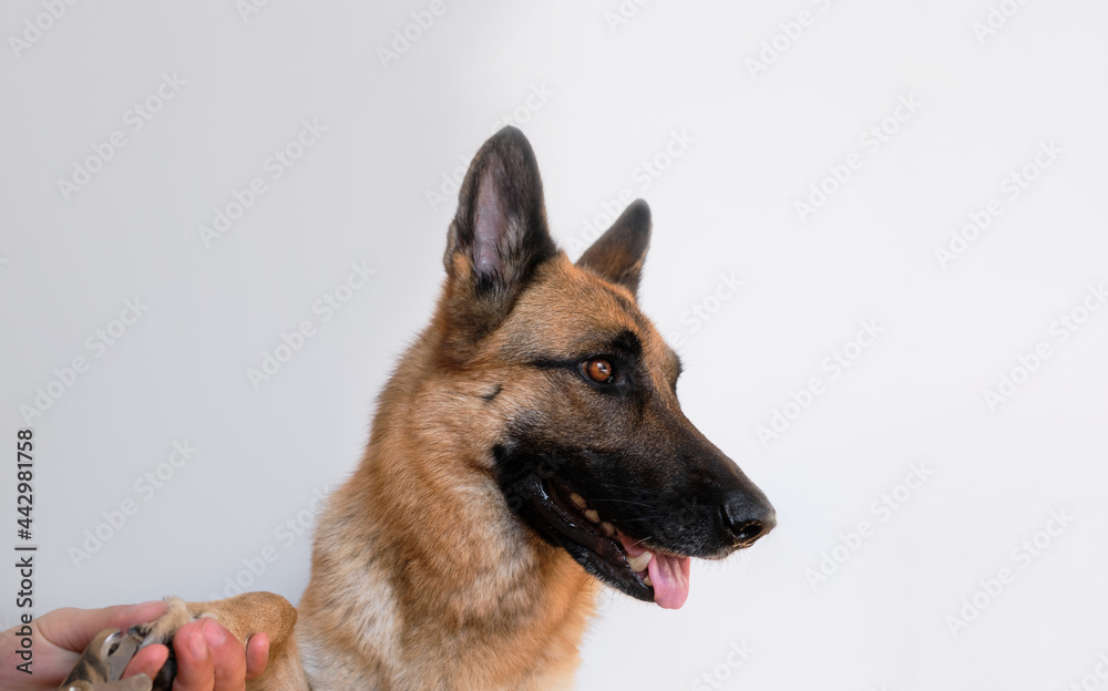 Owners hands take care of pets health. Hold paw and cut claws of German Shepherd. Man cuts dogs claws with special scissors and forceps at home. Minimalistic banner for your advertising.