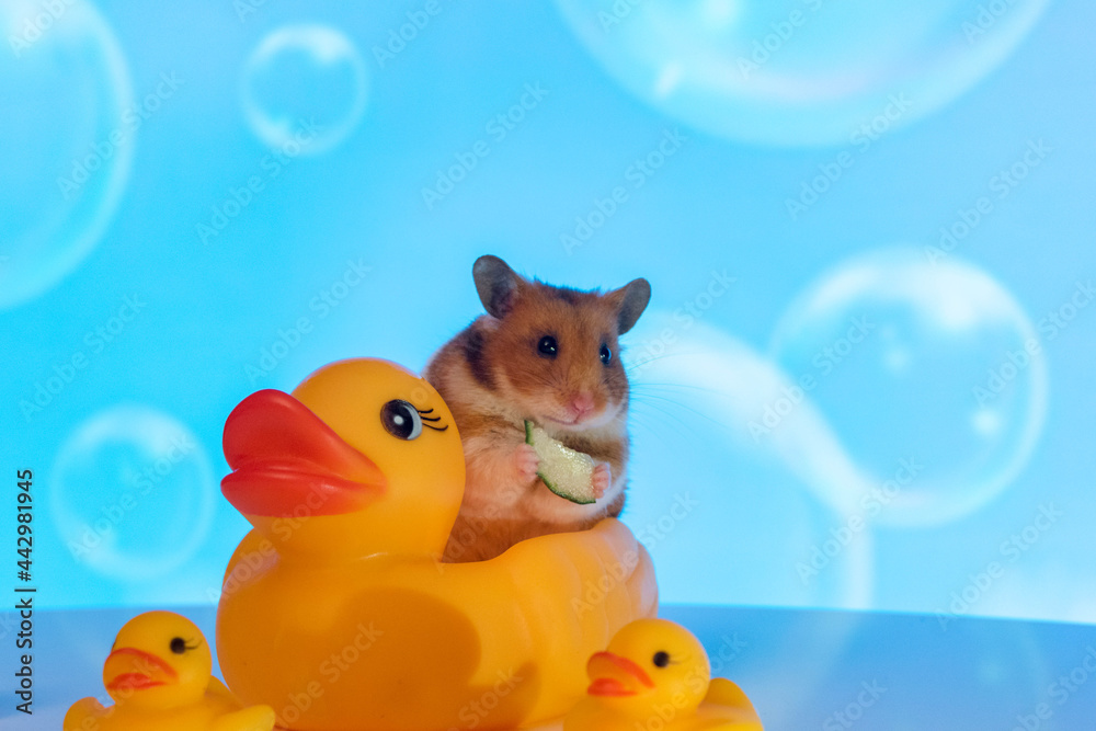 bath time bath time