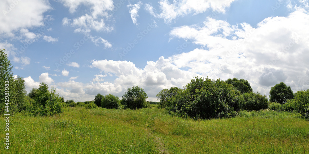 A summer walk through the forest, a beautiful panorama.
