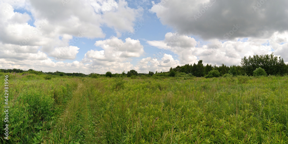 A summer walk through the forest, a beautiful panorama.
