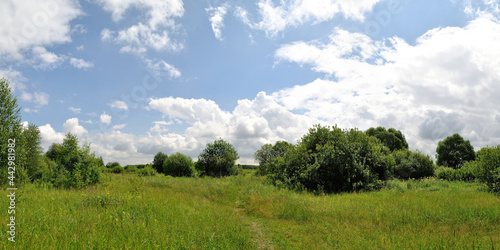 A summer walk through the forest, a beautiful panorama. 