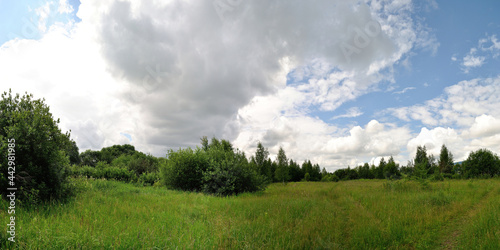 A summer walk through the forest, a beautiful panorama. 