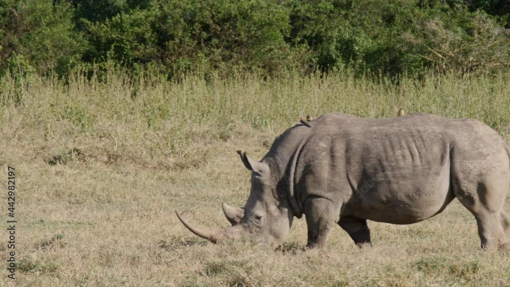 Rhinozeros passing behind zebras in sanctuary, kenya Rhinozeros passing behind zebras in sanctuary, kenya