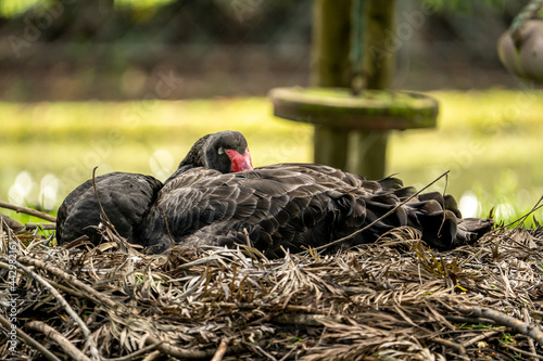 black swan resting