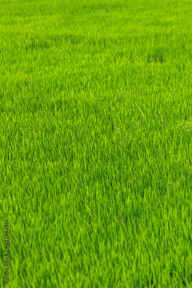 Closeup of green rice field background against the wind Closeup of green rice field background against the wind