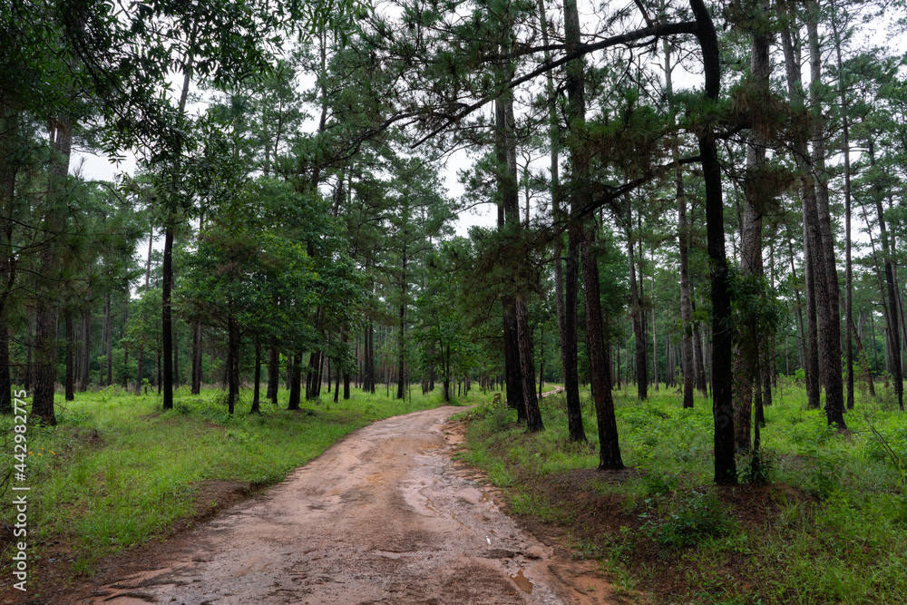 Fototapeta premium Path in the woods