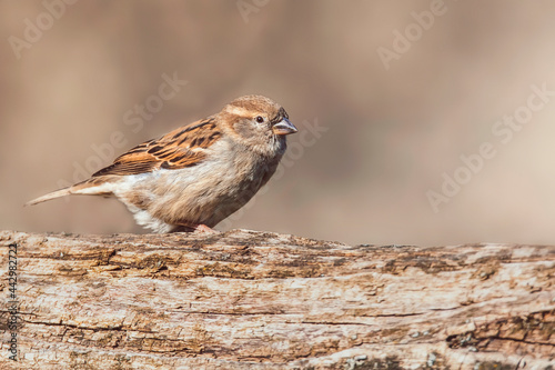 sparrow on a branch