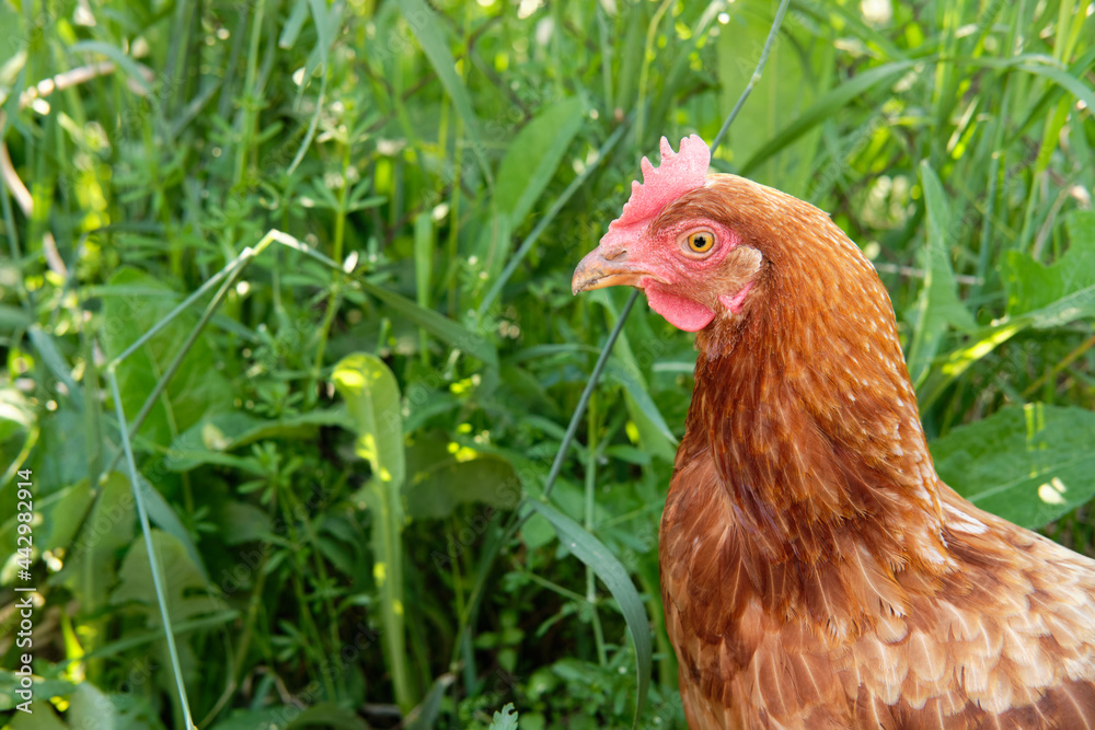 Brown chicken close-up stands in the middle of a green backyard