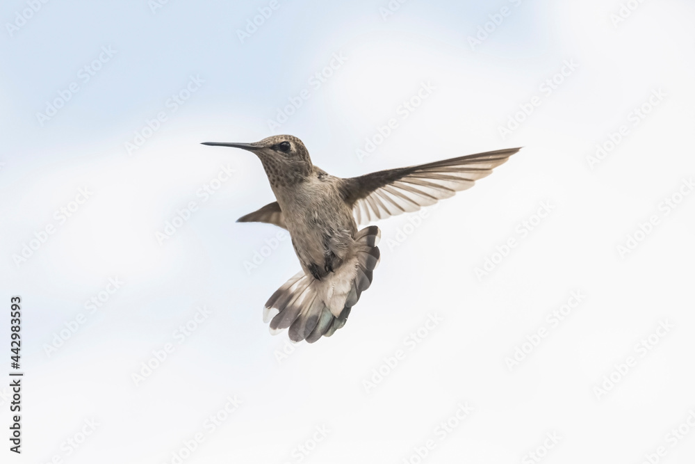 Black-chinned Hummingbird (Archilochus alexandri) Putting on the Brakes Black-chinned Hummingbird (Archilochus alexandri) Putting on the Brakes