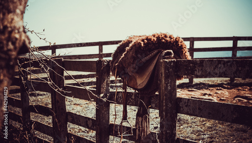 Foto arreios do gaucho