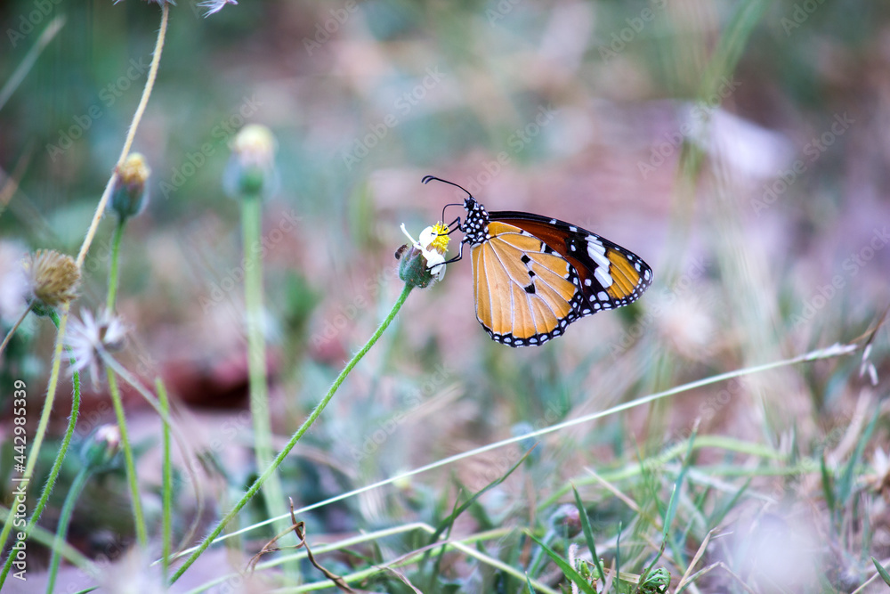 Butterflies are beautiful, flying insects with large scaly wings. Like