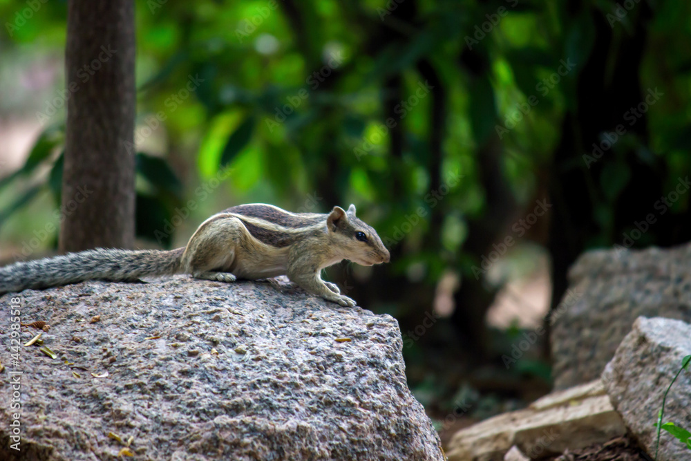 Indian Palm Squirrel sitting on the rock in a side angled pose and looking very curiously Indian Palm Squirrel sitting on the rock in a side angled pose and looking very curiously