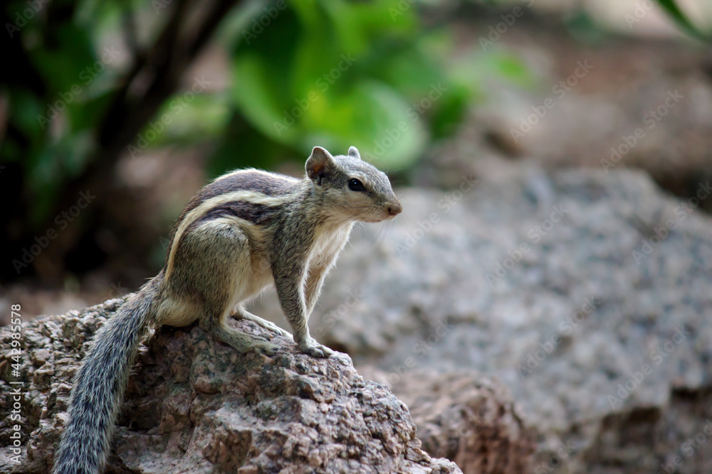 Indian Palm Squirrel sitting on the rock in a side angled pose and looking very curiously Indian Palm Squirrel sitting on the rock in a side angled pose and looking very curiously