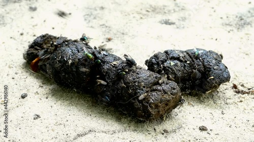 Flies gathering over pile of dog shit photo