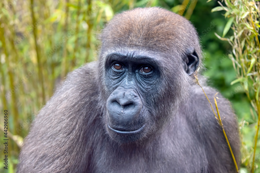 Western Lowland Gorilla in the green forest, close up Western Lowland Gorilla in the green forest, close up