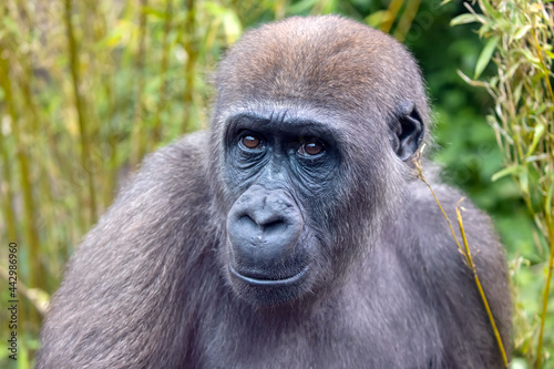 Western Lowland Gorilla in the green forest, close up