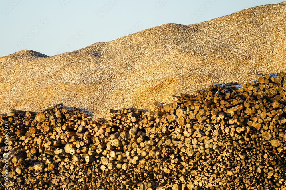 large piles of logs and wood chips in storage yard, destruction of ...