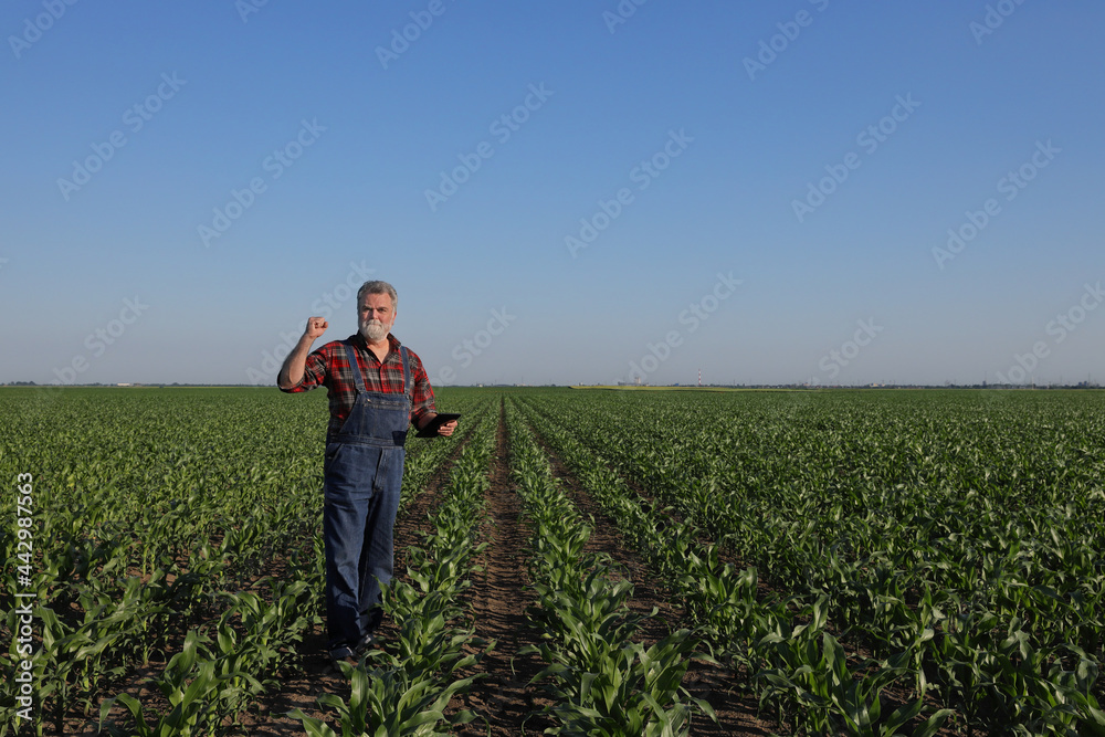 Farmer or agronomist examine corn plant field holding tablet and gesturing with fist up Farmer or agronomist examine corn plant field holding tablet and gesturing with fist up