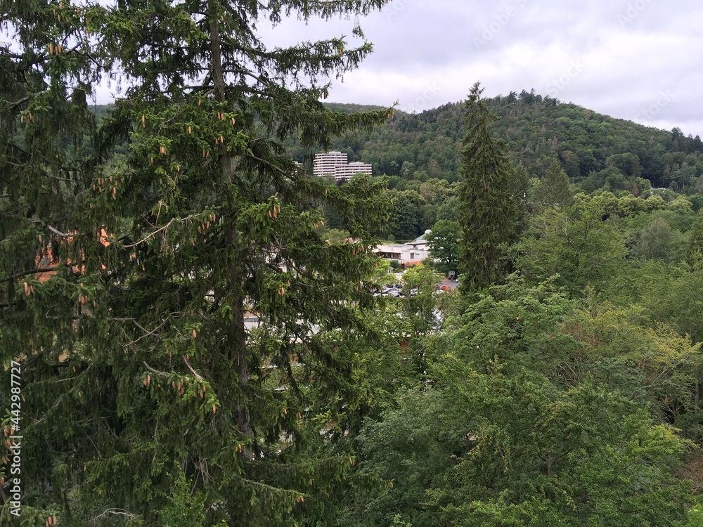 Fototapeta premium Der Baumwipfelpfad in Wernigerode (8)