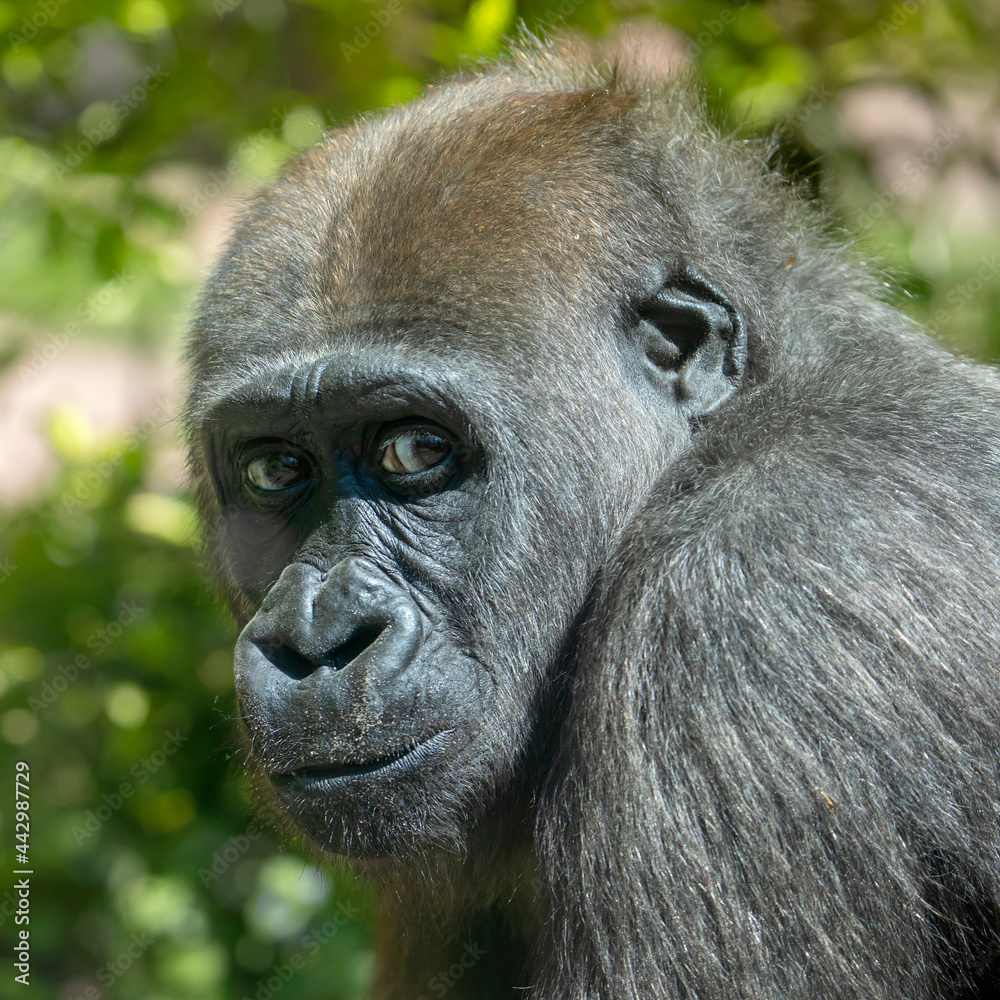 Obraz premium portrait of cute Western Lowland Gorilla