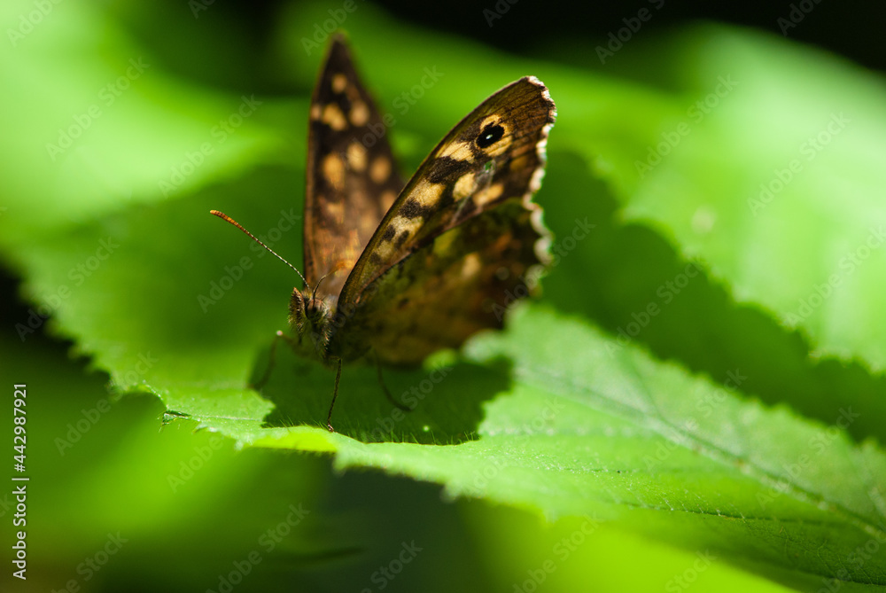 Close-up butterfly on a green leaf against the sun Close-up butterfly on a green leaf against the sun