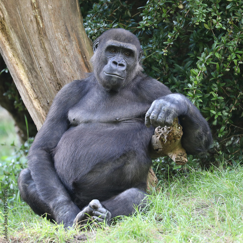 Young male Western Lowland Gorilla in green forest.