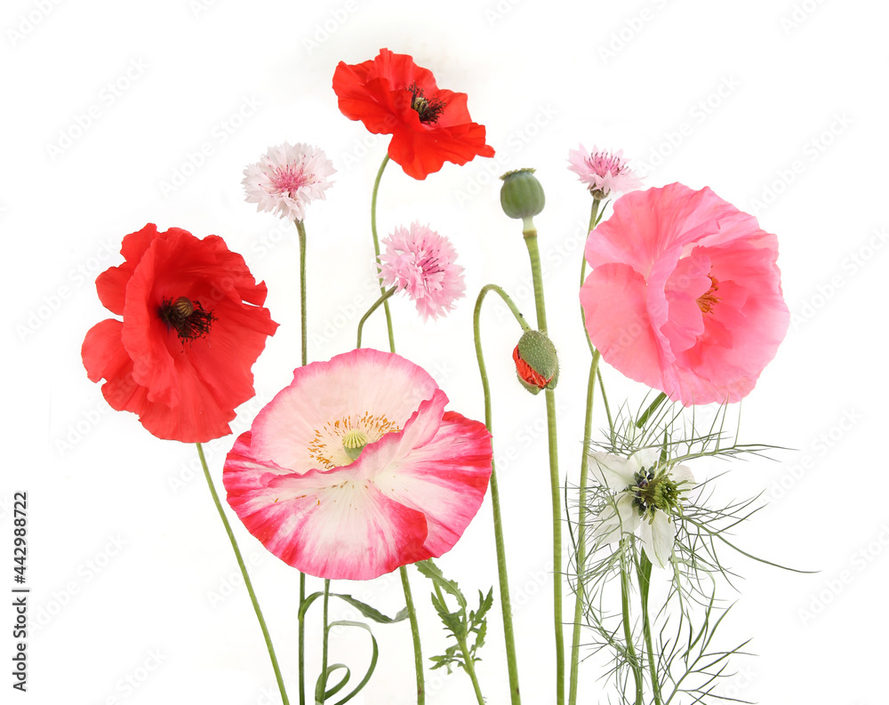 Obraz premium Poppy flowers isolated on white background. Studio shot of beautiful garden flowers.