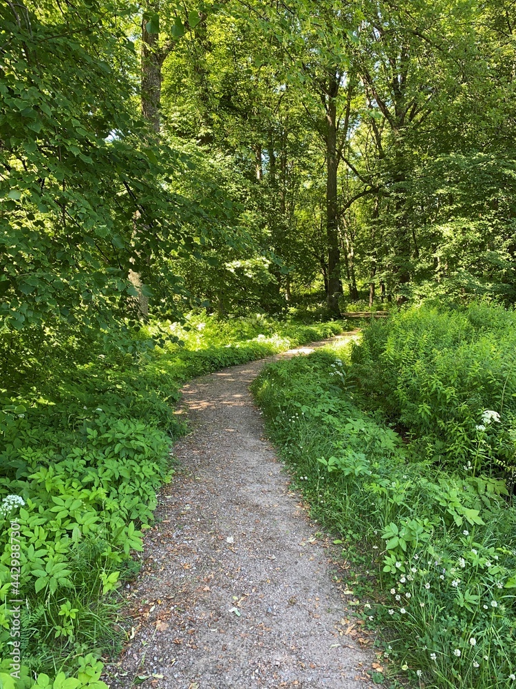 A beautiful path in a green forest, on a summer day.