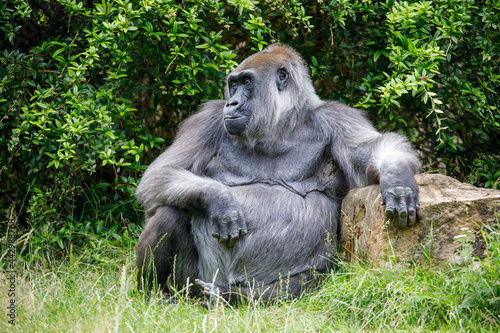 Portrait of a Western Lowland female sitting in the grass