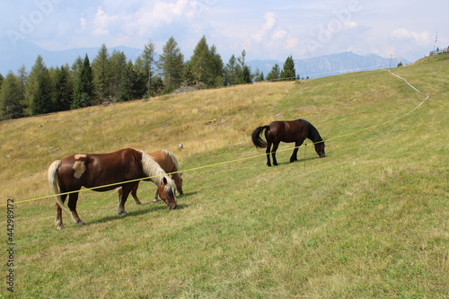 Cavalli