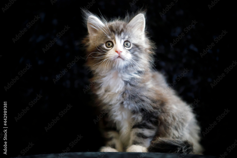 Maine Coon kitten close up Maine Coon kitten close up
