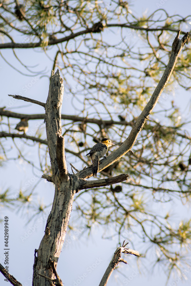 Colaptes campestris woodpecker in a tree Colaptes campestris woodpecker in a tree