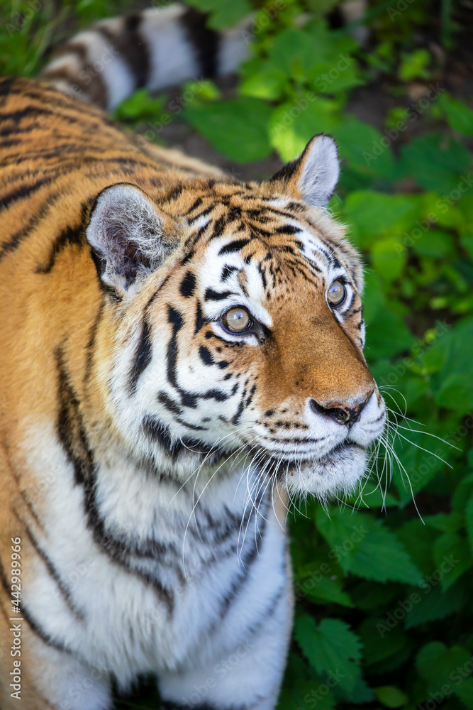 Siberian tiger (PANTHERA TIGRIS ALTAICA) portrait Siberian tiger (PANTHERA TIGRIS ALTAICA) portrait