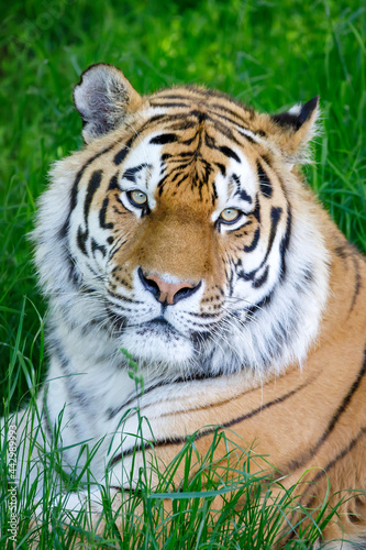 Siberian tiger (PANTHERA TIGRIS ALTAICA) portrait
