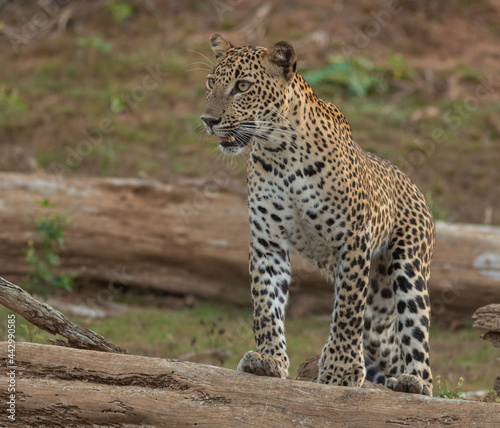 Leopard walking; leopard cub walking; Leopard; leopard cub; leopard print; leopard watching prey