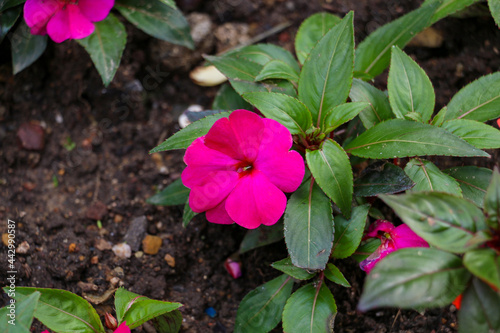 selective focus Impatiens hawkeri W. Bull. It is a perennial flowering plant. It includes purple and red colors. photo