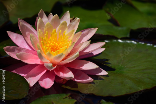 a pink water lily with yellow pollen blooms brightly in the middle of green leaves on the pond