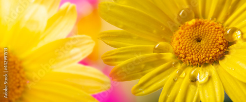 flower with rain drops - macro photography