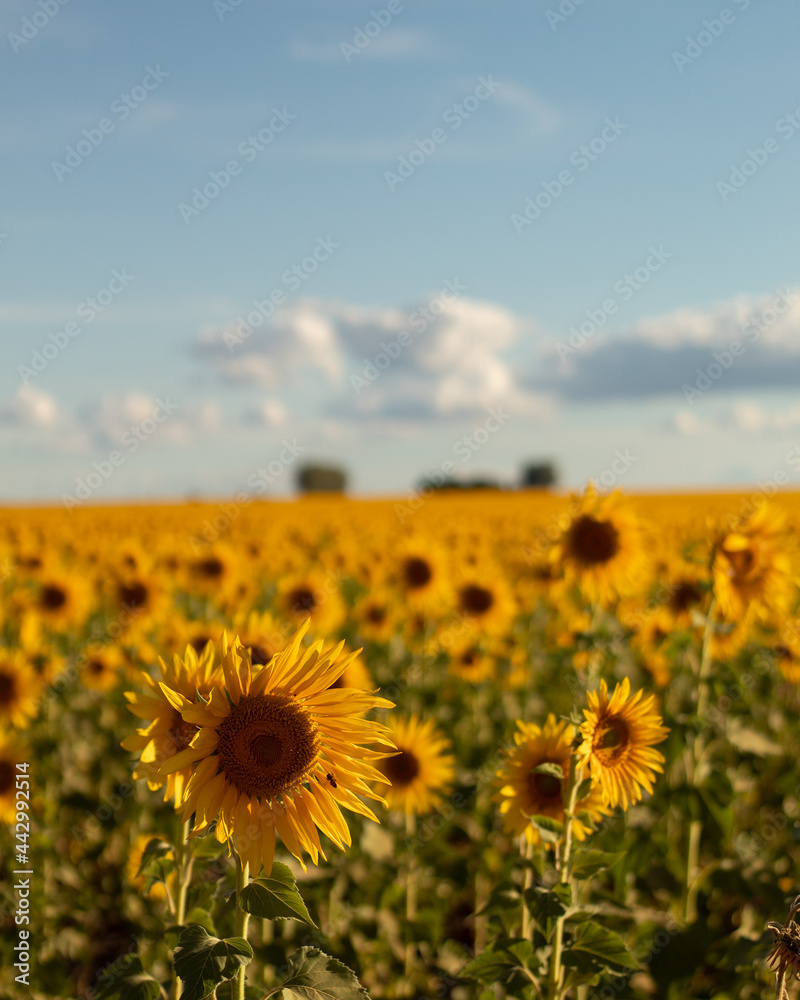 Fototapeta premium Plantação de girassóis