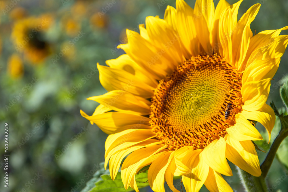 Fototapeta premium sunflower in the garden
