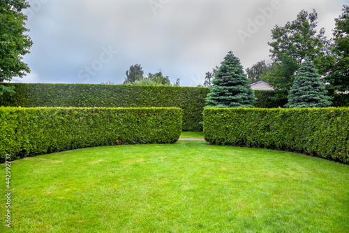 curved thuja hedge in a garden with trees and fir trees and a green lawn spring backyard landscape, nobody. photo